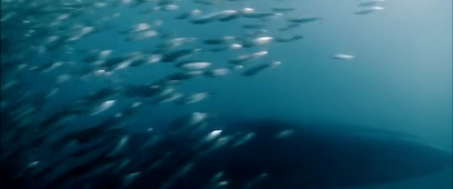 sample_960x400_ocean_with_audio.mkv